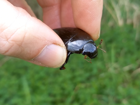 Great silver water beetle