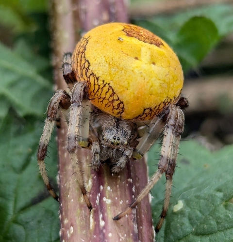 Marbled orb weaver