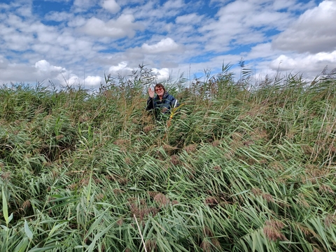 Water vole surveying at the Great Fen