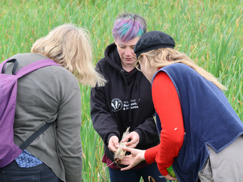 Three ladies stand in a field of typha crop investigating a stem of typha