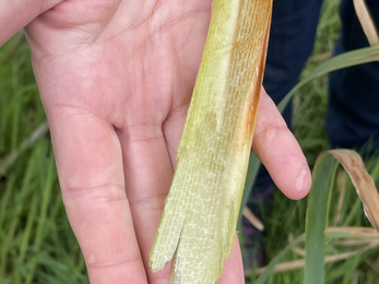 A hand presents the open stem of a typha plant showing its cellular structure