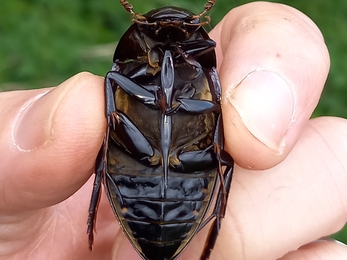 Great silver water beetle male underside