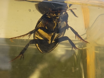 Great silver water beetle male underwater