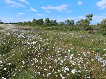 A field of white fluffy cotton grass with trees alongside and blue sky