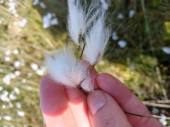 Close up of a hand holding a cotton grass plant's fluffy white seed head
