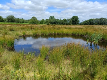 A pond in a green field with trees on horizon and blue sky white clouds