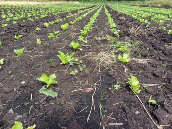 A field of rows of lettuce growing in dark brown peat