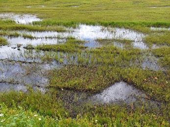 water-logged bed of typha seedlings growing in a field