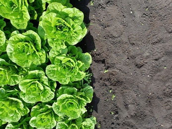 Left half of the photo bare soil, right side columns of lettuce growing