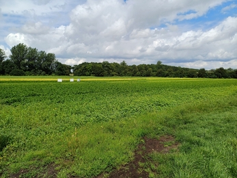 Field of crops growing  