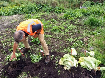 Demonstration of root growth on celery and lettuce grown at difference water levels