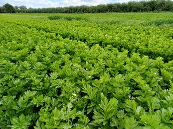 Field of celery growing