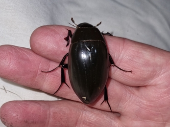 Great silver water beetle male by Darren Jones