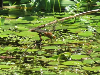 Norfolk hawker laying eggs