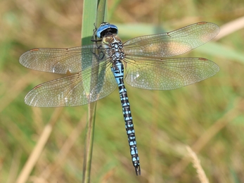 Southern migrant hawker male by Henry Stanier