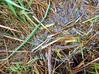 Water vole feeding remains 4 Sep 2024