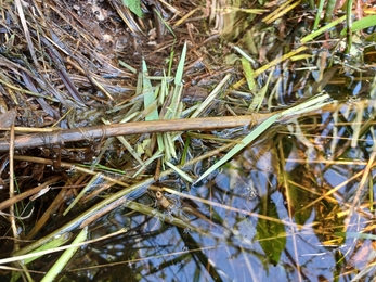 Water vole feeding remains