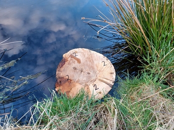 Water vole float (tree trunk section)