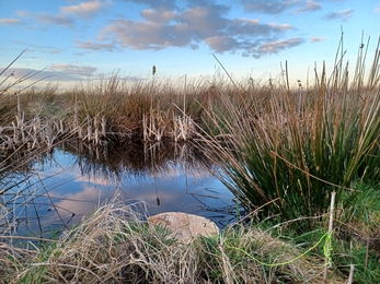 Spot the water vole float (tree trunk section)