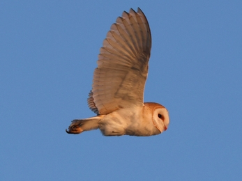 Barn owl at the Great Fen