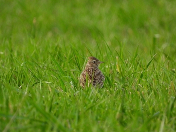 skylark sitting in a green grass field