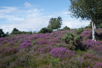 Lowland heathland