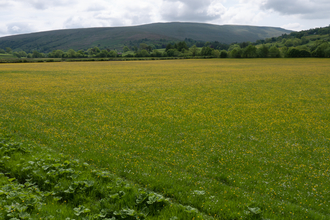 Northern hay meadow