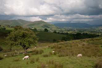 Upland acid grassland and rush pasture