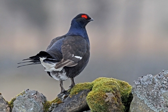 Male black grouse