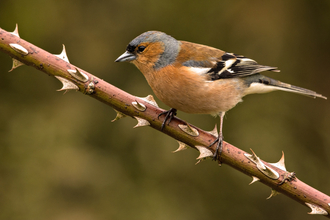 Chaffinch male