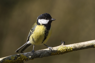 Great tit