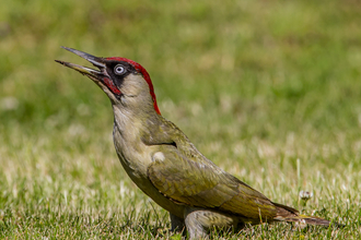 Green woodpecker