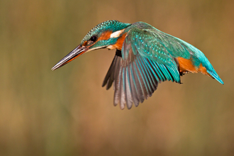 Kingfisher in flight