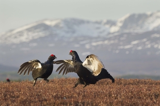 Black grouse males lekking