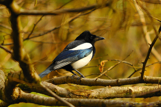 Magpie