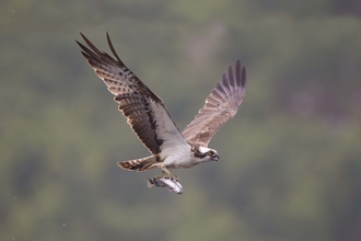 Osprey