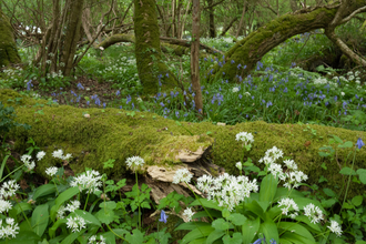 Lowland mixed oak and ash wood