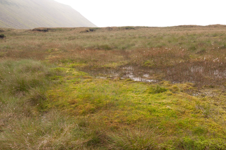 Blanket bog