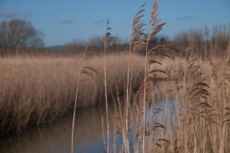 Reedbed