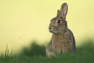 Rabbit