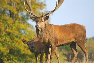 Red deer