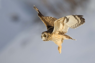 Short-eared owl