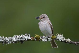 Spotted flycatcher