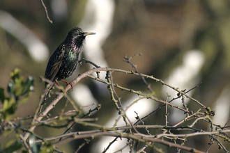 Starling