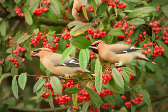 Waxwing