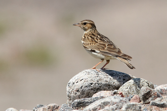 Woodlark