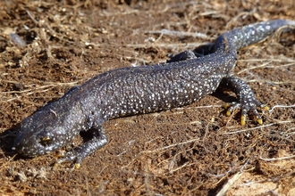 Great crested newt