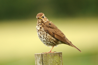 Song thrush