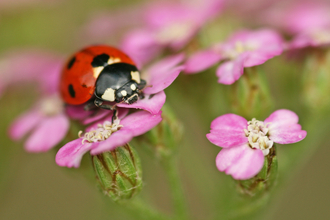 7-spot Ladybird