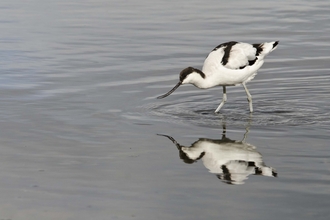 Avocet